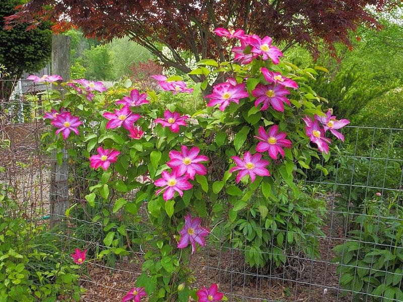 Pink Champagne (Kakio) Clematis