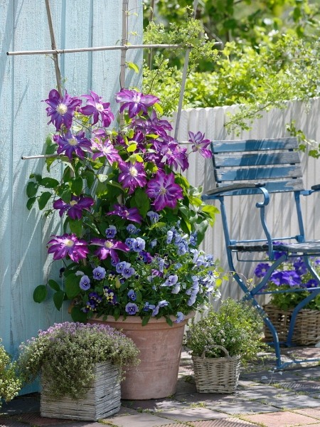 Pink Champagne (Kakio) Clematis