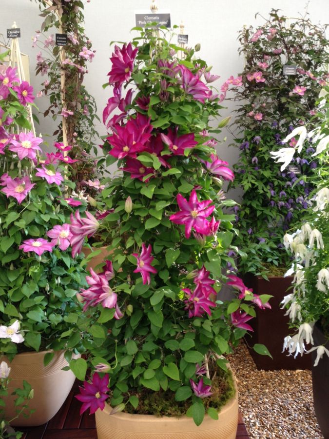 Pink Champagne (Kakio) Clematis