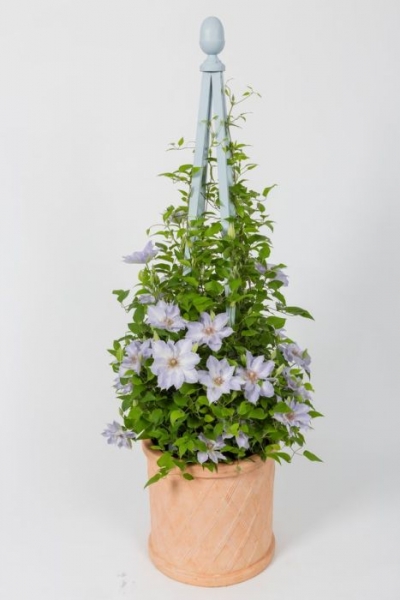 Tranquilite Clematis