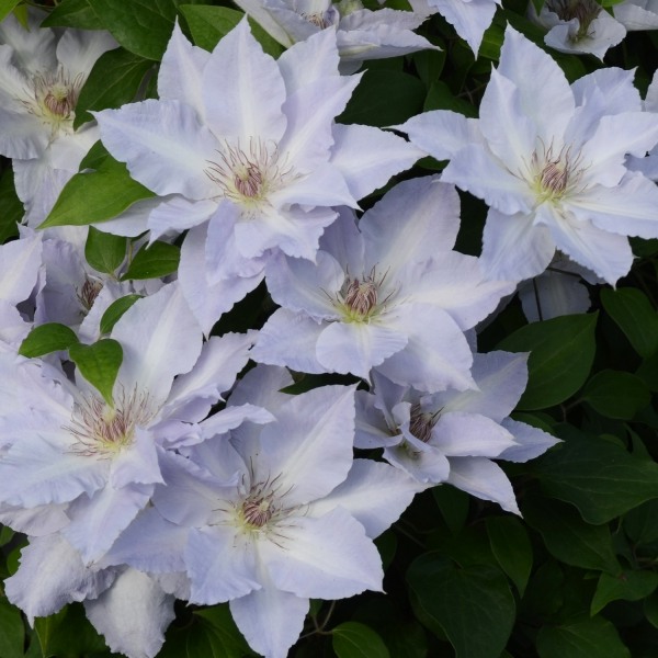 Tranquilite Clematis