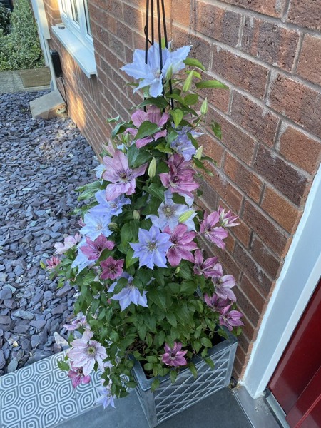 Tranquilite Clematis