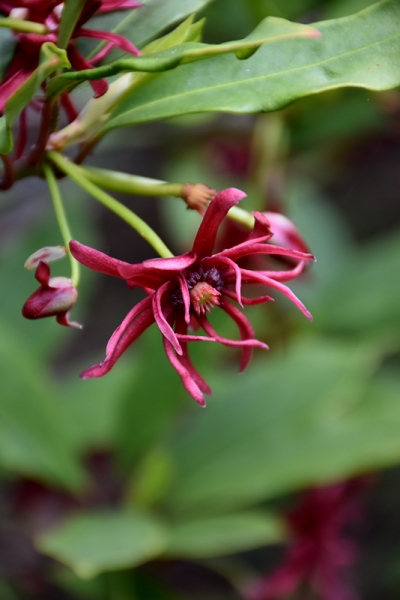 Florida Anise