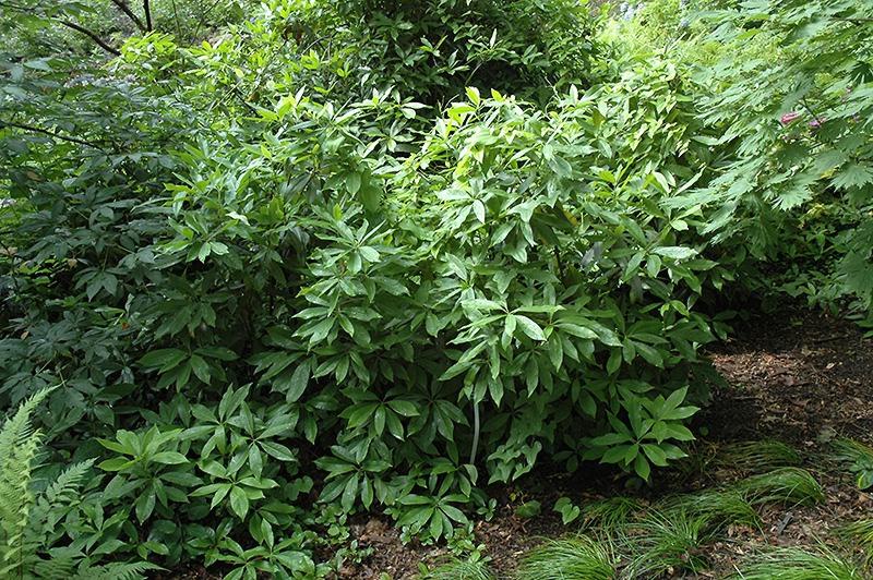 Florida Anise