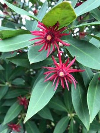 Florida Anise