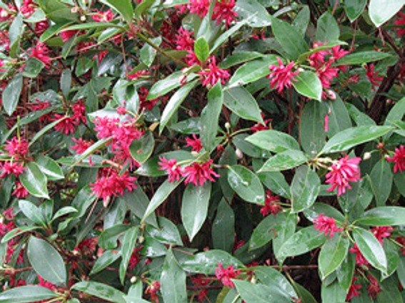 Florida Anise