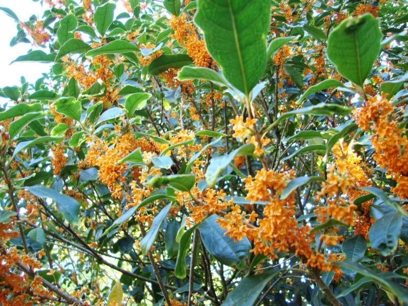 Fragrant Orange Tea Olive