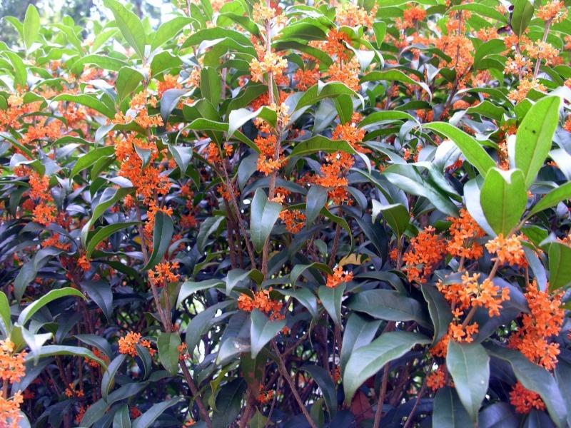 Fragrant Orange Tea Olive