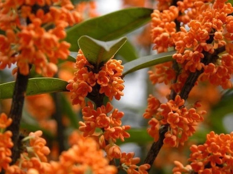 Fragrant Orange Tea Olive