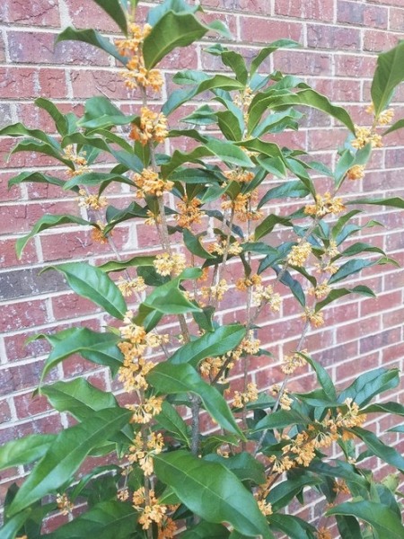 Fragrant Orange Tea Olive