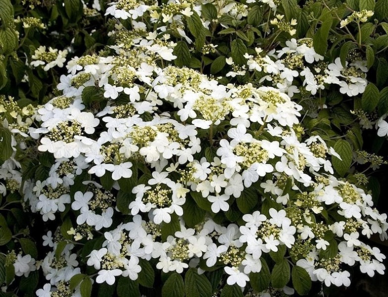 Summer Snowflake Viburnum