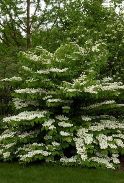 Summer Snowflake Viburnum