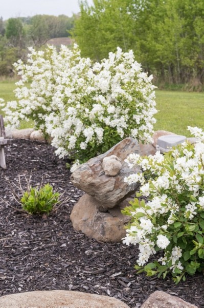 Summer Snowflake Viburnum