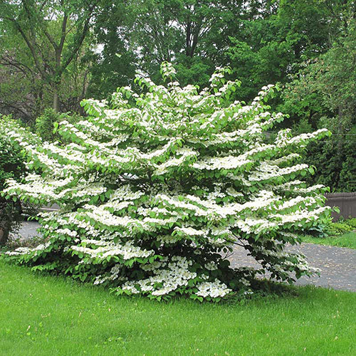 Summer Snowflake Viburnum