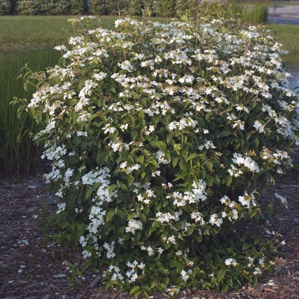 Summer Snowflake Viburnum
