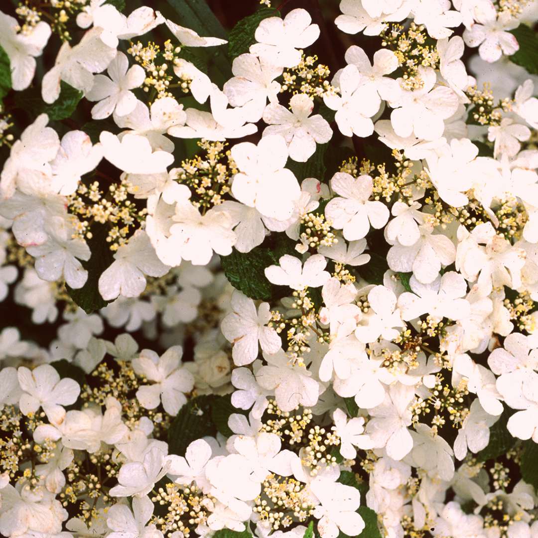 Summer Snowflake Viburnum