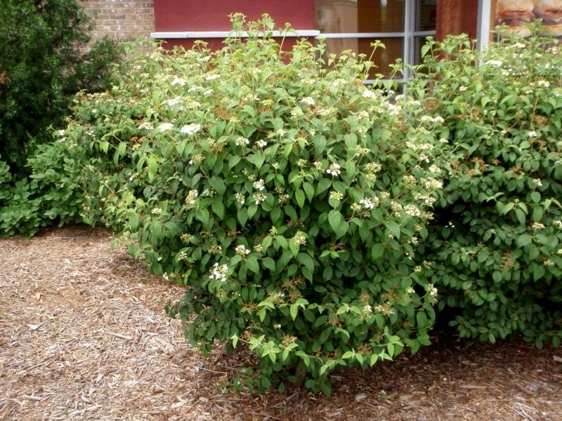 Summer Snowflake Viburnum
