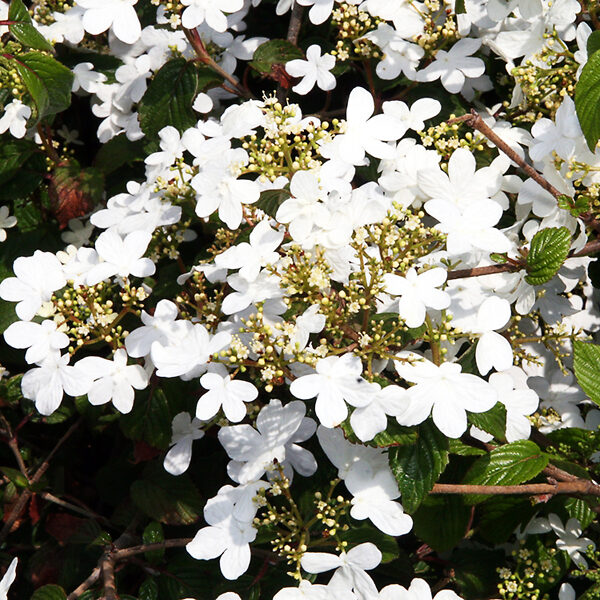 Summer Snowflake Viburnum