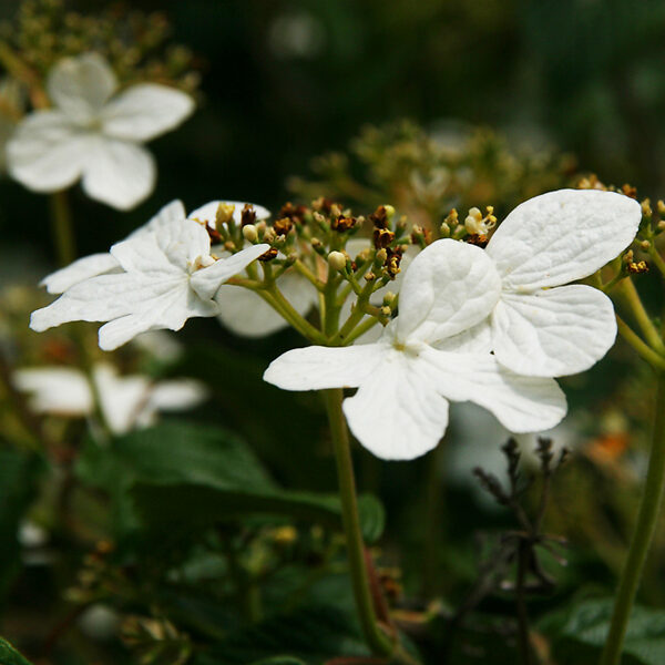 Summer Snowflake Viburnum