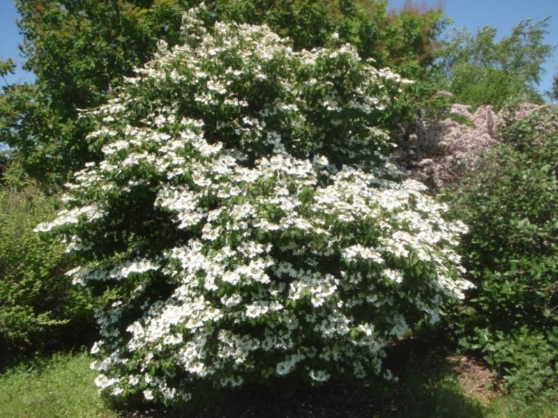 Summer Snowflake Viburnum