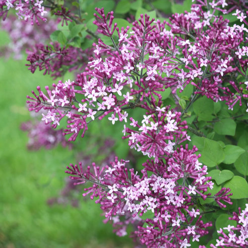 Bloomerang Dark Purple Lilac