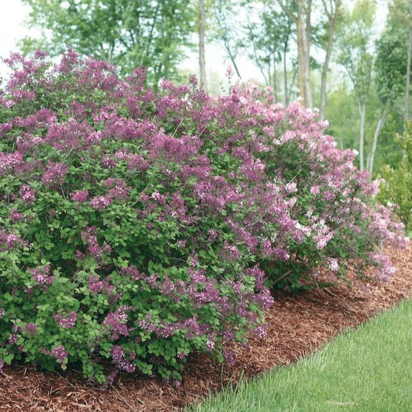 Bloomerang Dark Purple Lilac