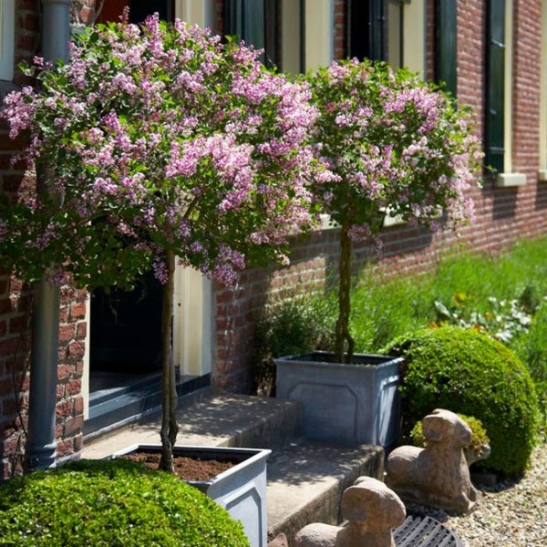 Bloomerang Dark Purple Lilac