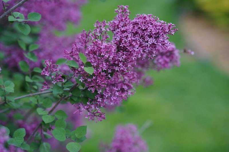 Bloomerang Dark Purple Lilac