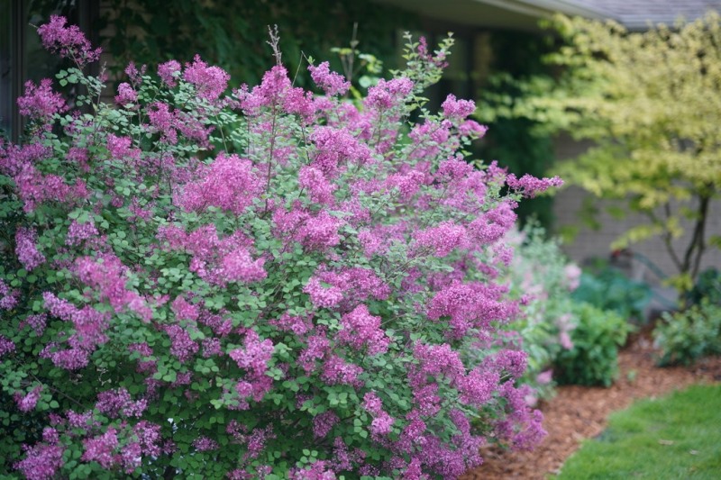 Bloomerang Dark Purple Lilac