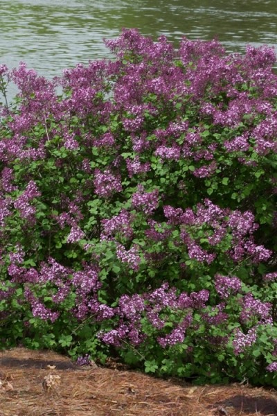 Bloomerang Dark Purple Lilac