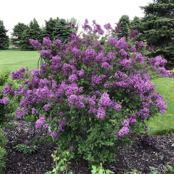 Bloomerang Dark Purple Lilac