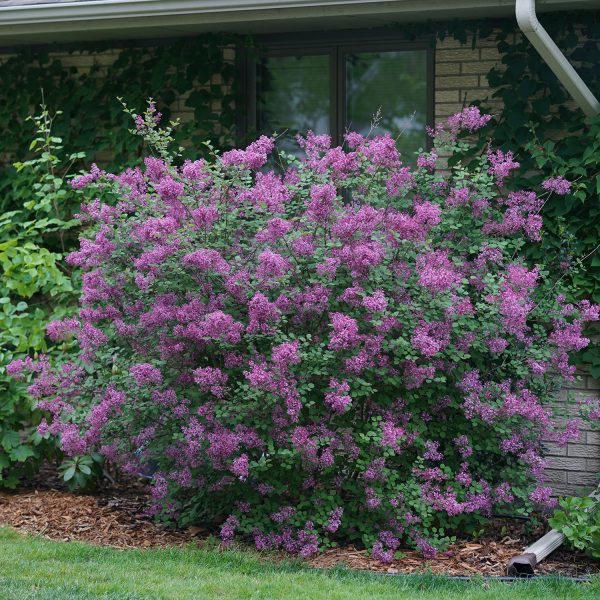 Bloomerang Dark Purple Lilac