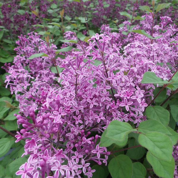 Bloomerang Dark Purple Lilac