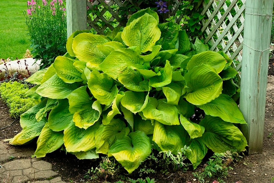 Sum and Substance Hosta Lily
