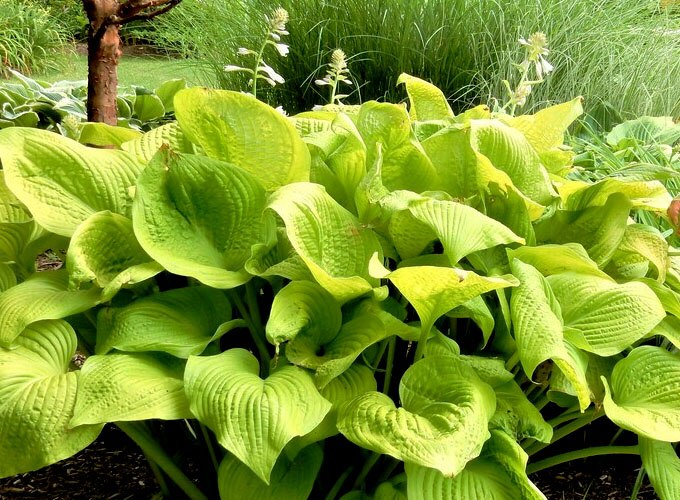 Sum and Substance Hosta Lily