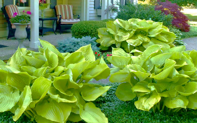 Sum and Substance Hosta Lily
