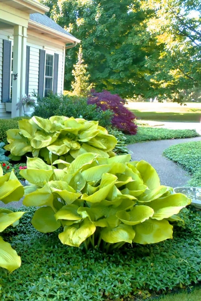 Sum and Substance Hosta Lily
