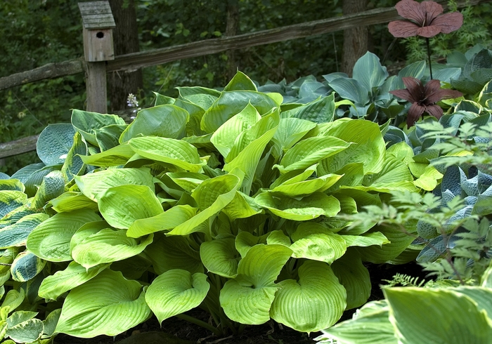 Sum and Substance Hosta Lily