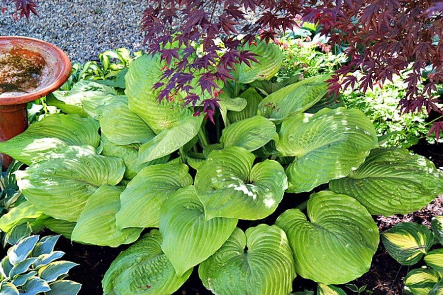 Sum and Substance Hosta Lily