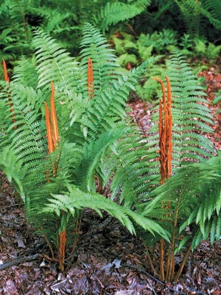 Cinnamon Fern