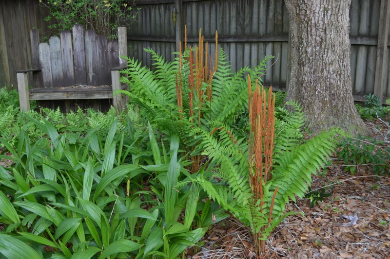 Cinnamon Fern