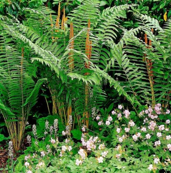 Cinnamon Fern