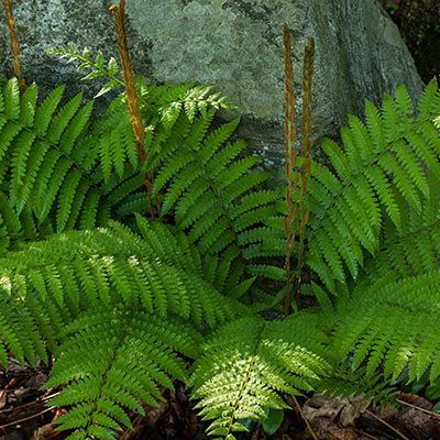 Cinnamon Fern