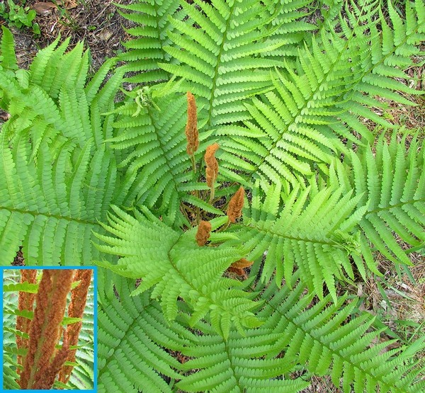 Cinnamon Fern