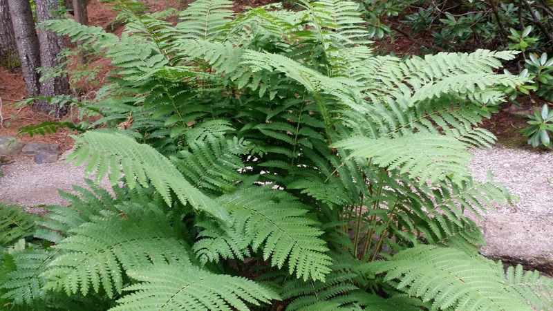Cinnamon Fern