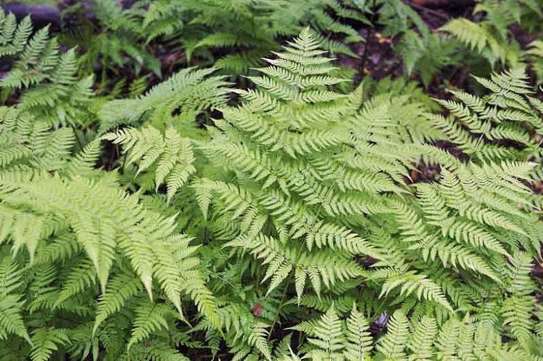 Male Fern