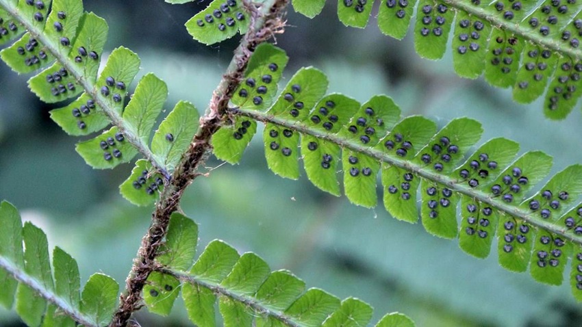 Male Fern