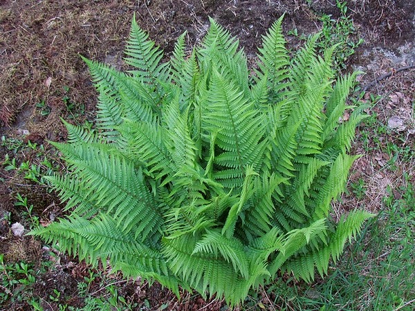 Male Fern