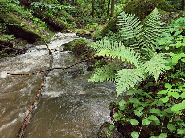 Male Fern