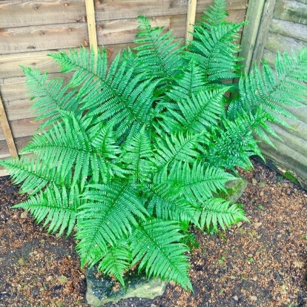 Male Fern